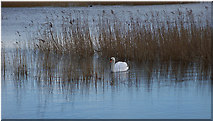 TA0523 : Reedbed with Swan by David Wright