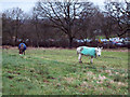 Grazing Donkeys at Semley Common