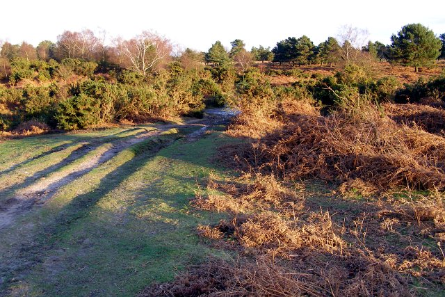 Rutted Path On Rockford Common New © Jim Champion Cc By Sa20 Geograph Britain And Ireland 5670