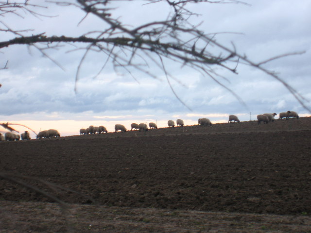Sheep grazing on farm at Stone Hill