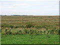 TF9443 : Warham Salt Marshes at Warham Greens by Alan Kent