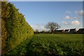 Ringshall footpath