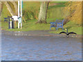 Cormorant sunbathing, Portishead