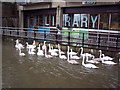 Swans by Salisbury Library