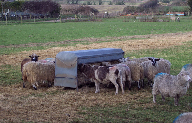 Sheep at Knap Barrow Farm
