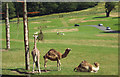 Camels and Giraffe at Longleat Safari Park