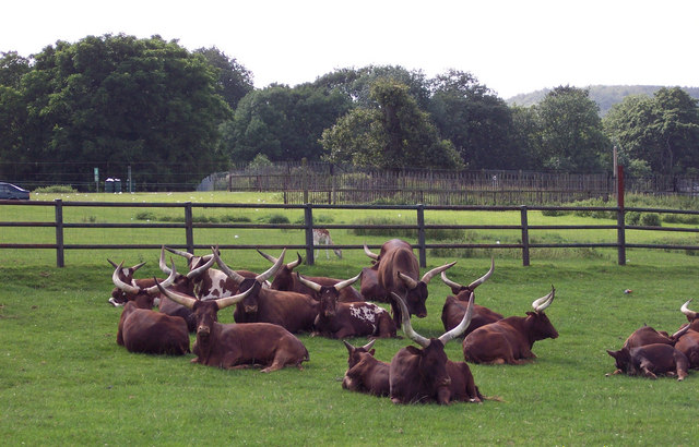 Ankole Cattle at Longleat Safari Park