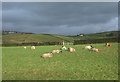 Sheep Pasture, Strine Dale