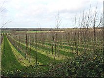 TR2458 : View across a new orchard, Wenderton Lane. by Nick Smith