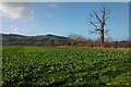 SO3444 : Farmland at Brobury by Philip Halling