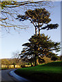 Lebanon cedar at Stouts Hill