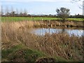 Pond at Hatton Heath