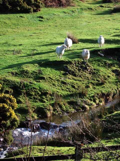 Sheep at the foot of Lake Down