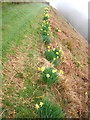 Daffodils on hillside above Bettws