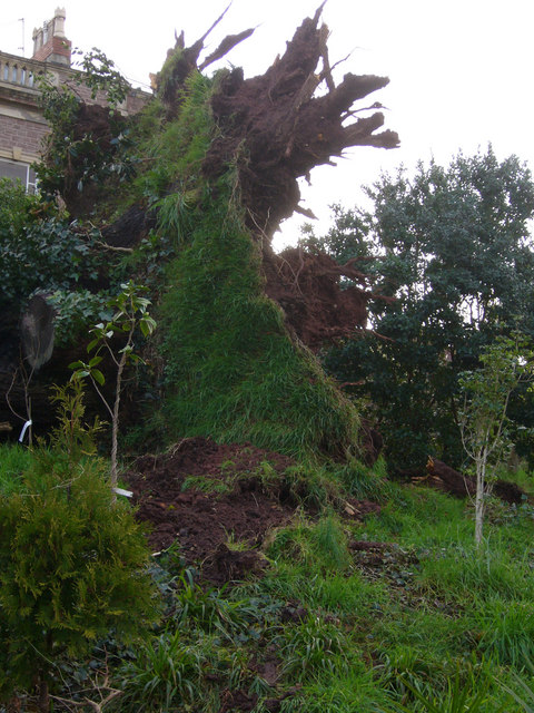 Storm Tree Fallen