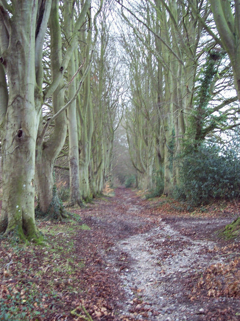 Bridleway from Burcombe to the Old Shaston Drove