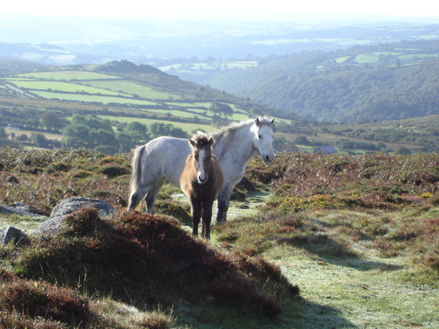 Dartmoor Ponies near Bench Tor © Judith Green :: Geograph Britain and ...