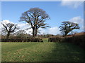 Trees on Sourton Footpath 2