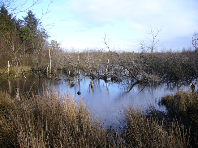 Burnhope Pond Plantation