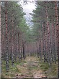 NH8603 : Inshriach Forest by Richard Webb