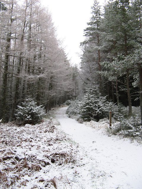 Glenmore Forest