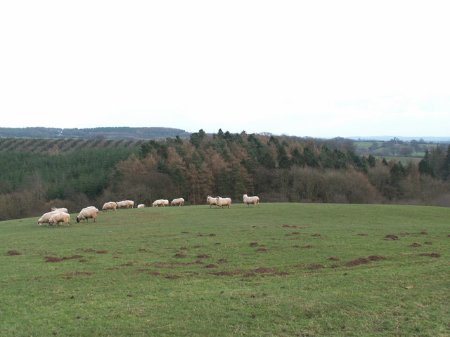 Field and Sheep
