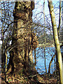 Knobbly Tree at Fonthill Lake