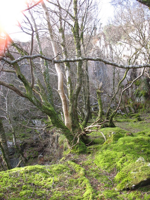 Moss covered top gallery of unnamed pit