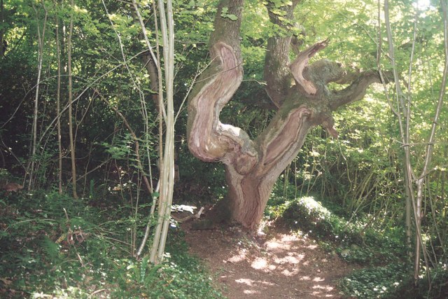 Old oak tree on the Landslip walk