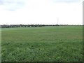 SP3601 : Arable fields west of Shifford by Jonathan Billinger