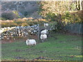 Sheep at Bwlch above the village of Cwm-y-glo