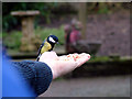 NY4726 : The retired gamekeeper from Dalemain house feeding the birds from his hands by Geoff Gill