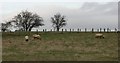 Sheep, Wedderburn