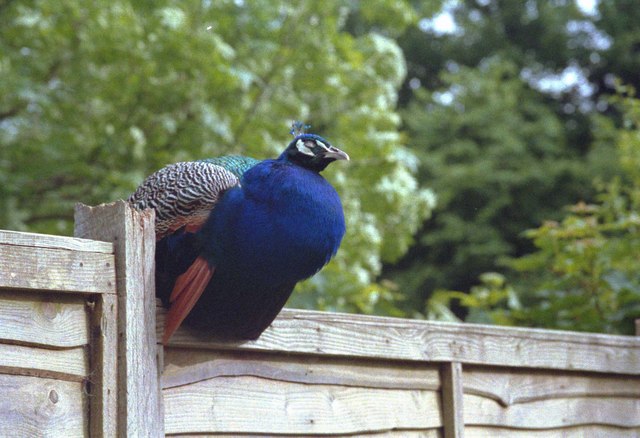 Peacock in the garden of the Trout Inn