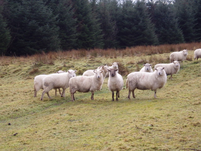 Sheep in the Forest