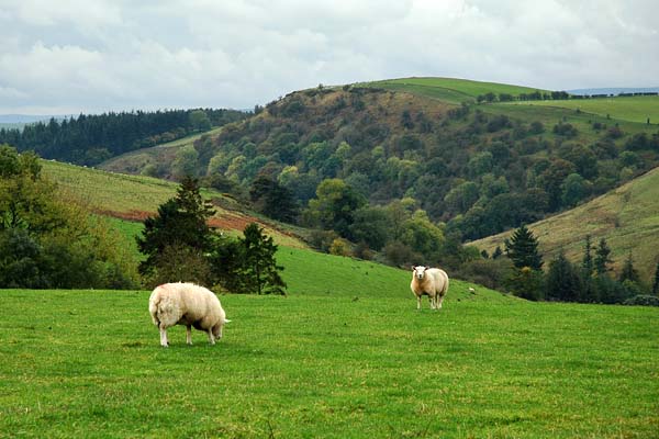 Sheep in the fields near Five Turnings