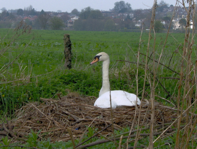 Swan on nest, Sudbury Common Lands