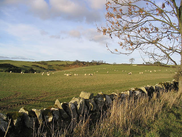 Pasture field