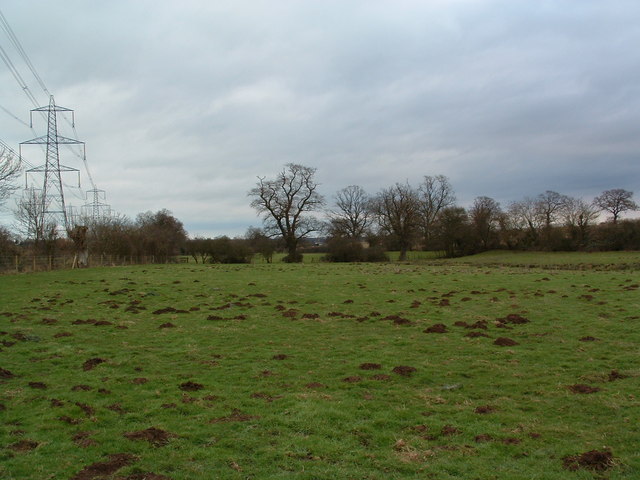 Mole Hills In Pasture Land