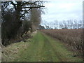 Fruit-lined Footpath