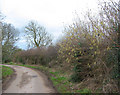 Hazel catkins by the lane to Bradley Brook