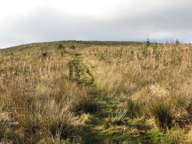 Craik Forest, Scottish Borders - area information, map, walks and more