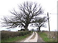 Fine oak in profile