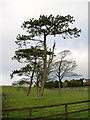 NS3630 : Trees at  High Wexford by Iain Thompson