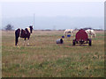 Tethered Ponies near Odstock Hospital