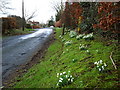 Snowdrops in Symington