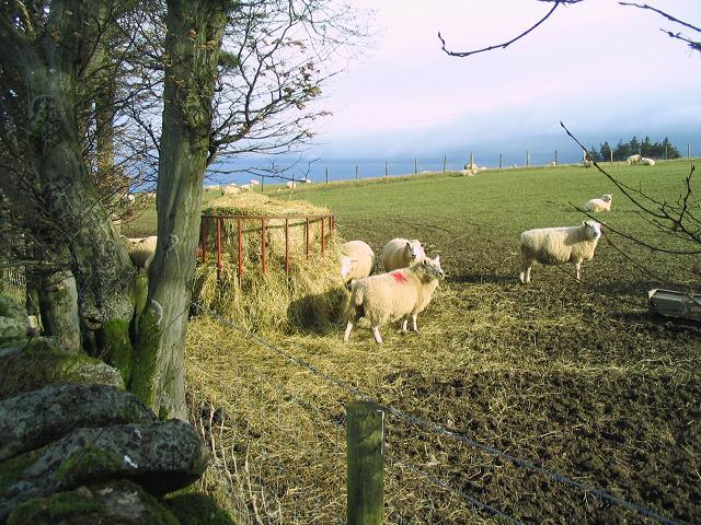 Hay and sheep