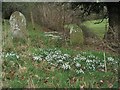 Snowdrops at Christ Church, Rhydycroesau