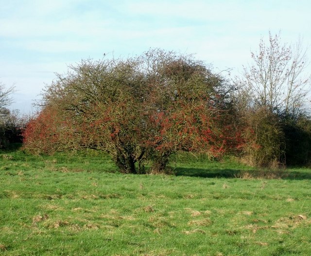 Hawthorn Tree in marshy field