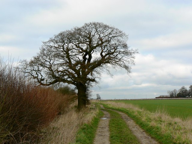 Tree on footpath, Salthrop near Swindon